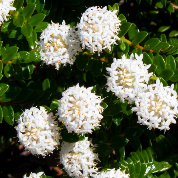 Pimelea Snowball