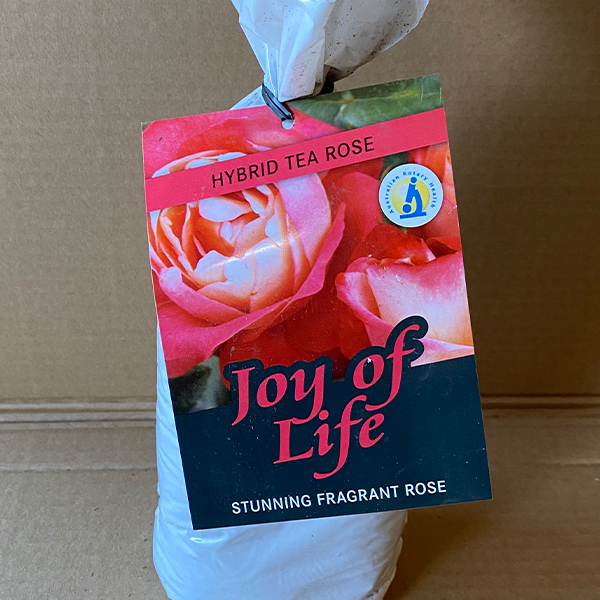 Rose Joy Of Life (pbr)