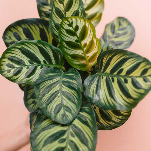 Calathea Makoyana Peacock Plant Trio