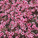 Leptospermum Pink Crystal
