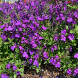 Salvia Mirage Deep Purple P68salmdp - Garden Express Australia