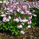 Salvia Mirage Soft Pink P68salmsp - Garden Express Australia