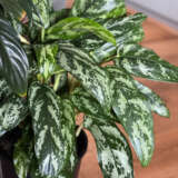 Aglaonema Chinese Evergreen