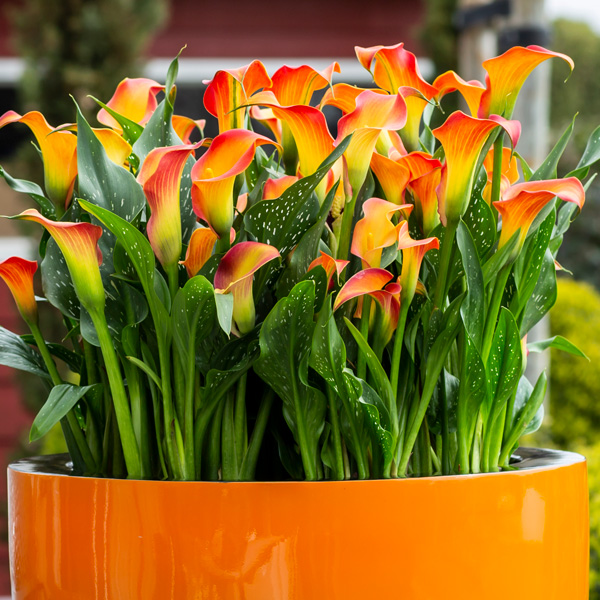 Calla Lily Morning Sun