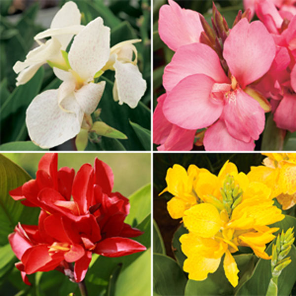 Canna Lily Growing Guide - Garden Express - Online Nursery
