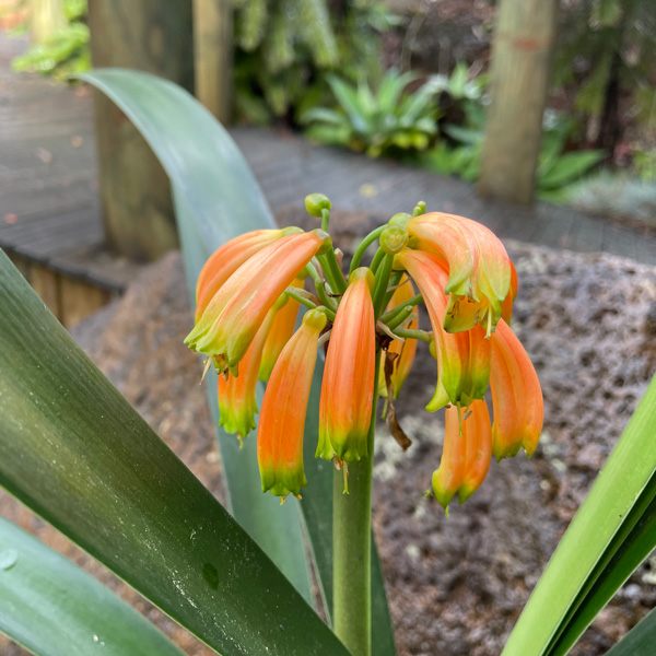 Clivia Gardenii