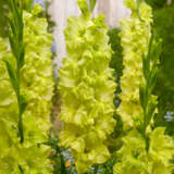 Gladioli Kio Pkglakio 1 - Garden Express Australia