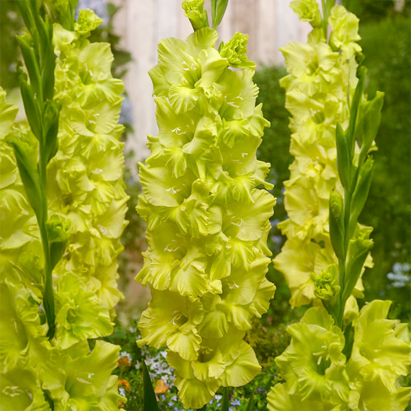 Gladioli Kio