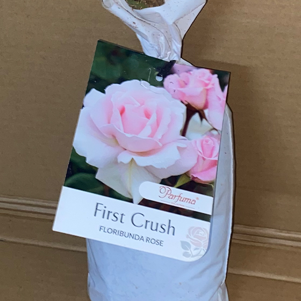 Rose First Crush