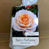 Rose Spicy Parfuma