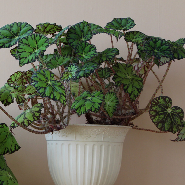 Begonia Gremlin