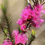 Melaleuca Cotton Candy