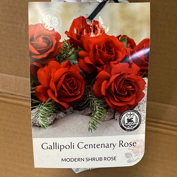Rose Gallipoli Centenary