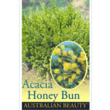 Acacia Honeybun