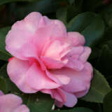 Camellia Enid Alice