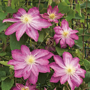 Clematis - Garden Express - Australia's Largest Online Nursery