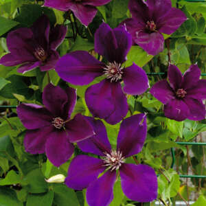 Clematis - Garden Express - Australia's Largest Online Nursery