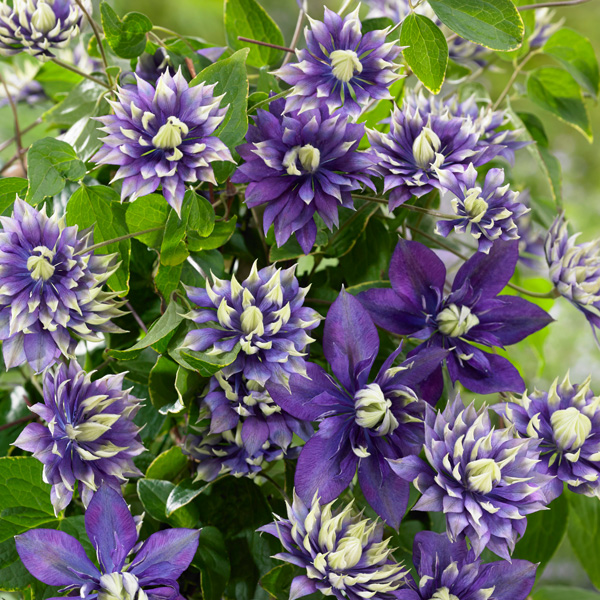 Clematis Taiga (pbr)