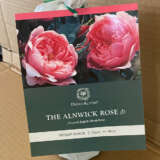 David Austin Rose The Alnwick Rose (pbr)