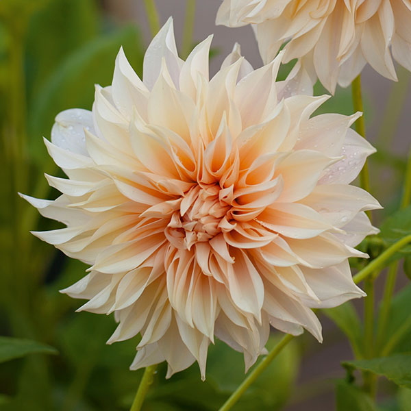 Dahlia Cafe Au Lait