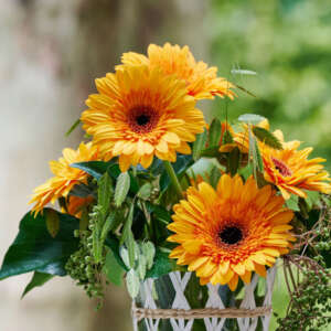 Gerberas (Transvaal daisy) - Garden Express - Online Nursery