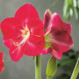 Hippeastrum Candy Queen 22 Pkhipcqu - Garden Express Australia