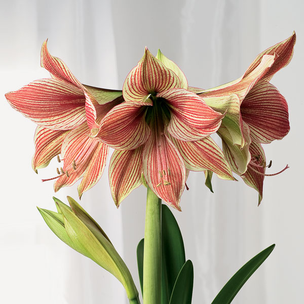 Hippeastrum Exotic Star