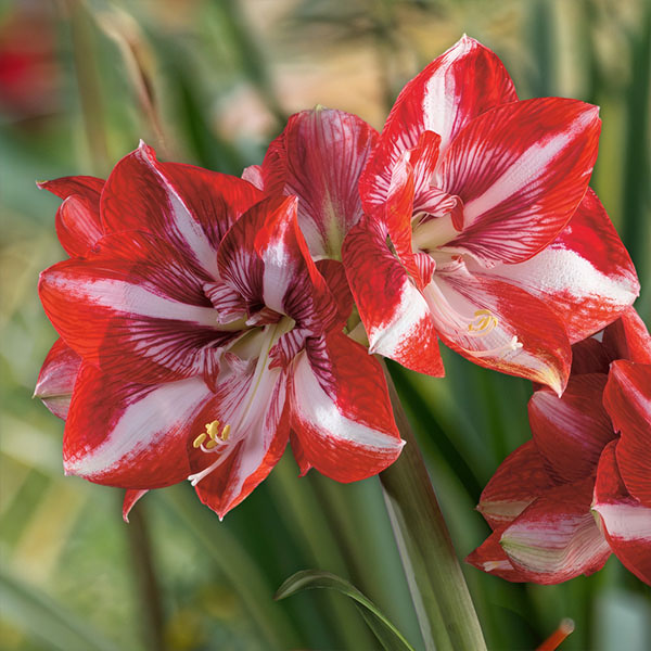 Hippeastrum Pierrot