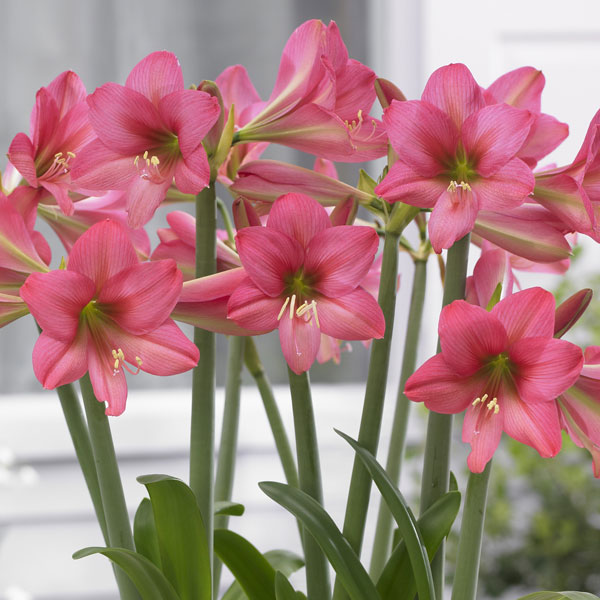 Hippeastrum Sonatini Sweet Sixteen