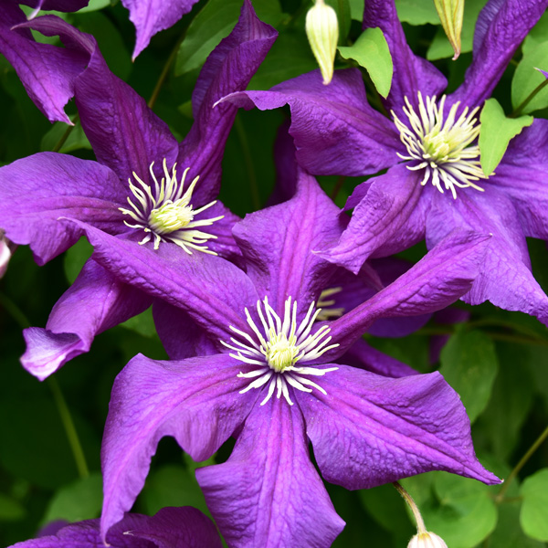 Clematis Aotearoa - Garden Express