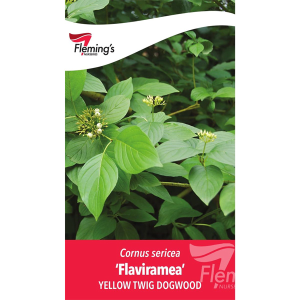 Cornus Flaviramea- Yellow Twig Dogwood