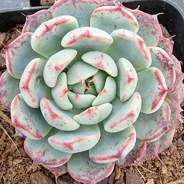 Echeveria Blue Minima