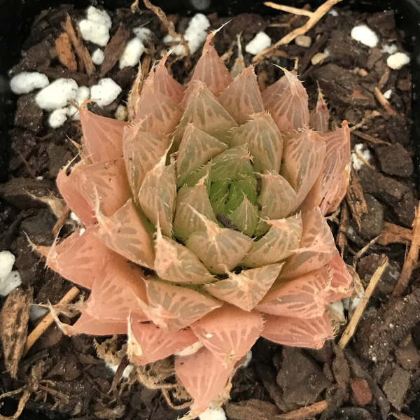 Haworthia Cooperi Var. Leightonii