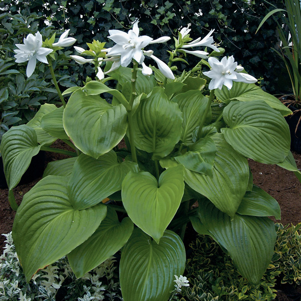 Hosta Venus