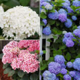 Hydrangea Spring Collection 1 2024 Colhydsc1 - Garden Express Australia