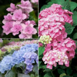 Hydrangea Spring Collection 2 2024 Colhydsc2 - Garden Express Australia