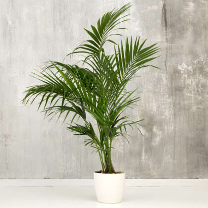 Kentia Palm - Garden Express