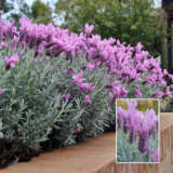 Lavender The Silver Princess P14lavslp - Garden Express Australia