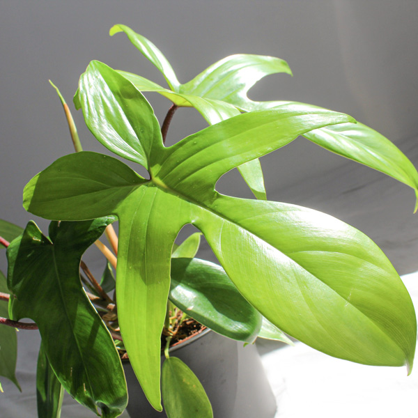 Philodendron Florida