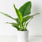 Philodendron Thai Congo