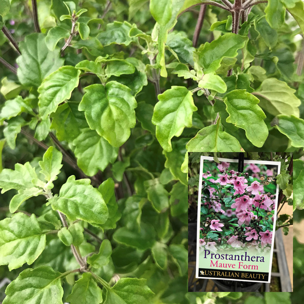 Prostanthera Balm Mint Bush