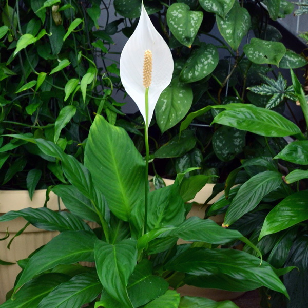 Spathiphyllum Peace Lily Pablo