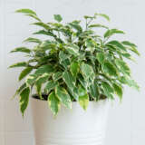 Variegated Weeping Fig P10varwfg - Garden Express Australia