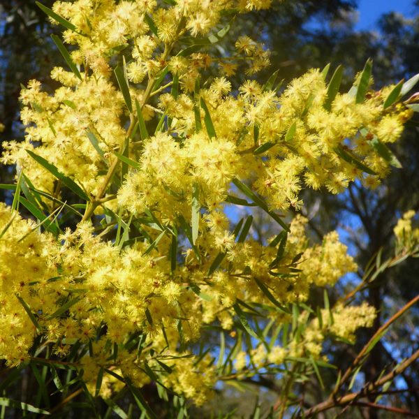 Acacia Fimbriata