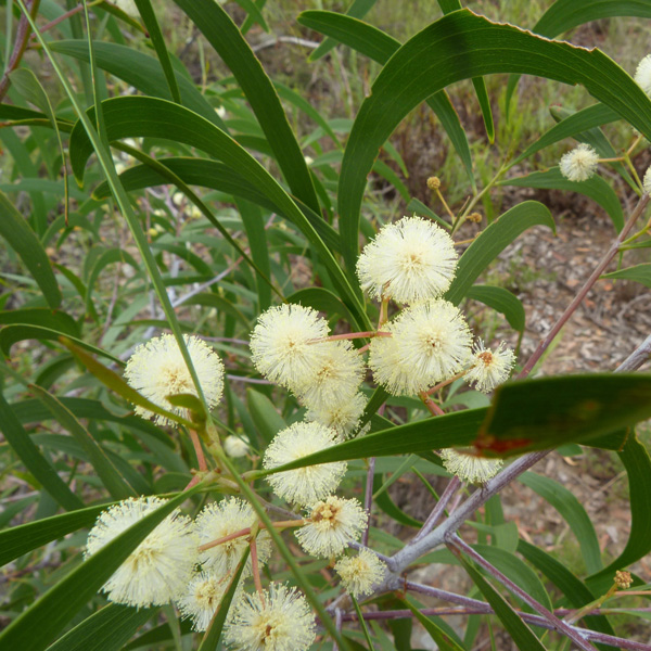 Acacia Implexa - Garden Express