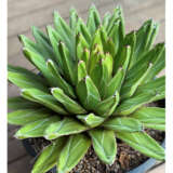 Agave Victoriae-reginae