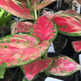 Aglaonema Red Valentine P10aglrva - Garden Express Australia