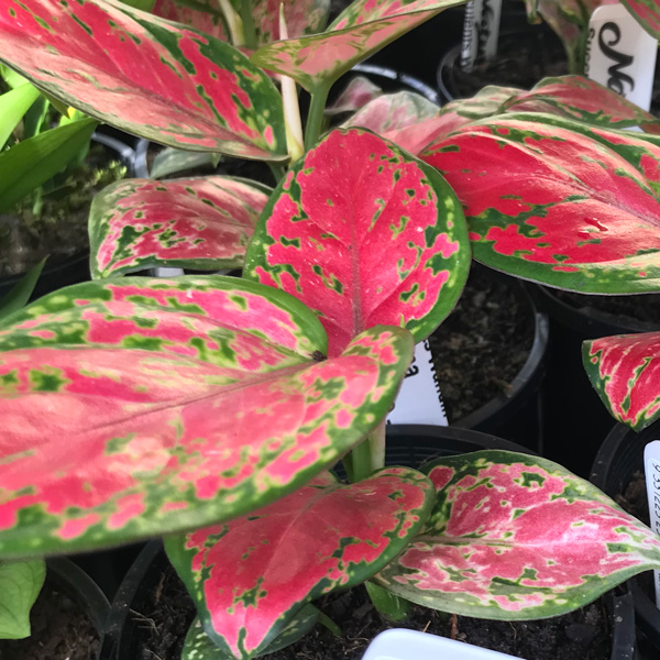 Aglaonema Red Valentine