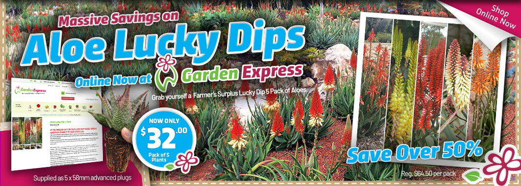 Aloes Lucky Dip 5pk - Garden Express Australia