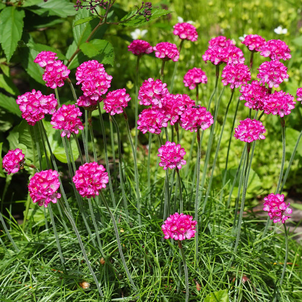 Armeria Rose - Garden Express